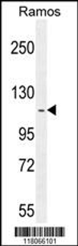 Western blot analysis in Ramos cell line lysates (35ug/lane).