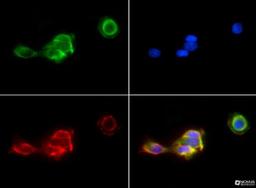 Immunocytochemistry/Immunofluorescence: PIEZO1 Antibody [NBP1-78537] - PIEZO1 antibody was tested in A431 cells with Dylight 488 (green). Nuclei and alpha-tubulin were counterstained with DAPI (blue) and Dylight 550 (red).