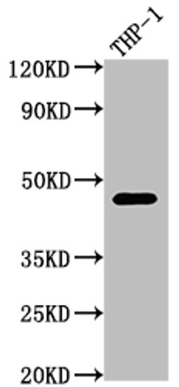 Western Blot. Positive WB detected in: THP-1 whole cell lysate. All lanes: CD38 antibody at 1:2000. Secondary. Goat polyclonal to rabbit IgG at 1/50000 dilution. Predicted band size: 35, 14 kDa. Observed band size: 42 kDa.