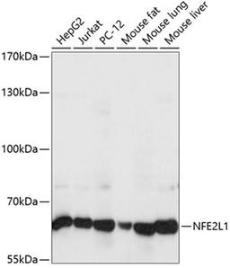 Western blot - NFE2L1 antibody (A14753)