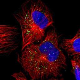 Immunofluorescence: JTB Antibody [NBP1-81746] -  Staining of human cell line U-251MG shows positivity in vesicles.