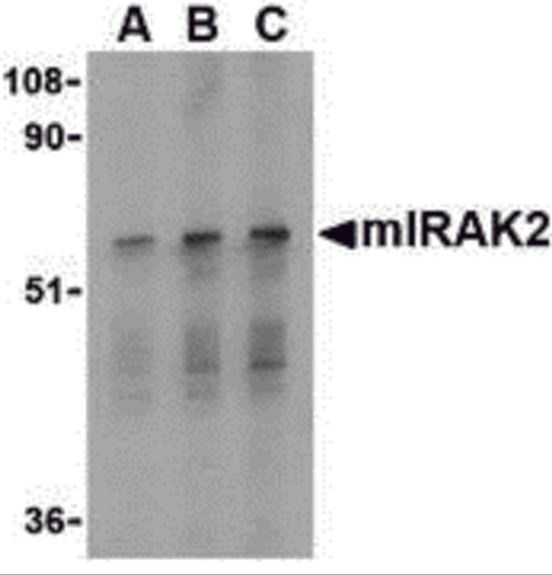 Western blot analysis of IRAK2 in RAW264.7 whole cell lysate with mIRAK2 antibody at (A) 0.5, (B) 1, and (C) 2 &#956;g/mL. 