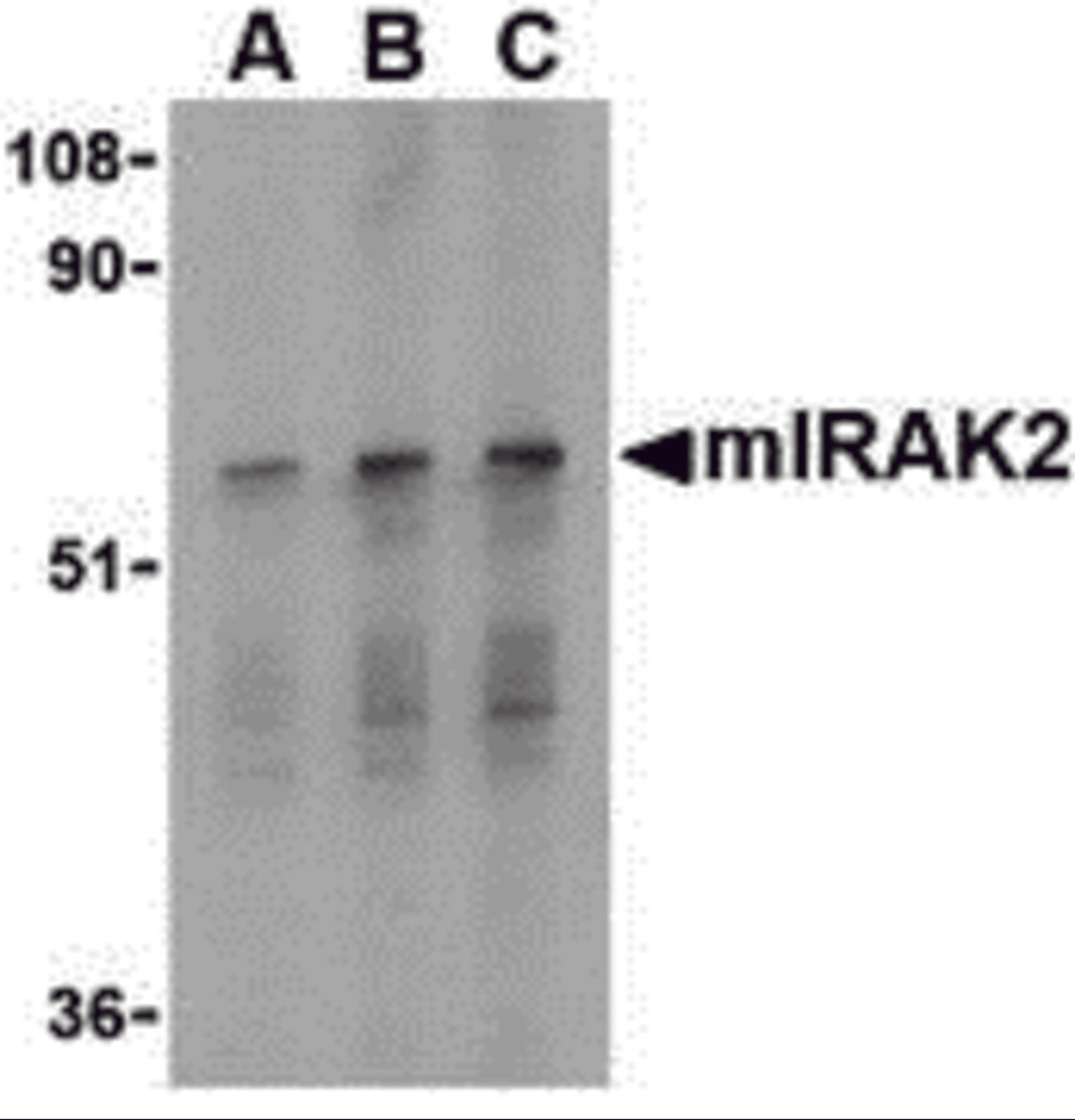 Western blot analysis of IRAK2 in RAW264.7 whole cell lysate with mIRAK2 antibody at (A) 0.5, (B) 1, and (C) 2 &#956;g/mL. 