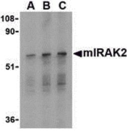 Western blot analysis of IRAK2 in RAW264.7 whole cell lysate with mIRAK2 antibody at (A) 0.5, (B) 1, and (C) 2 μg/mL.