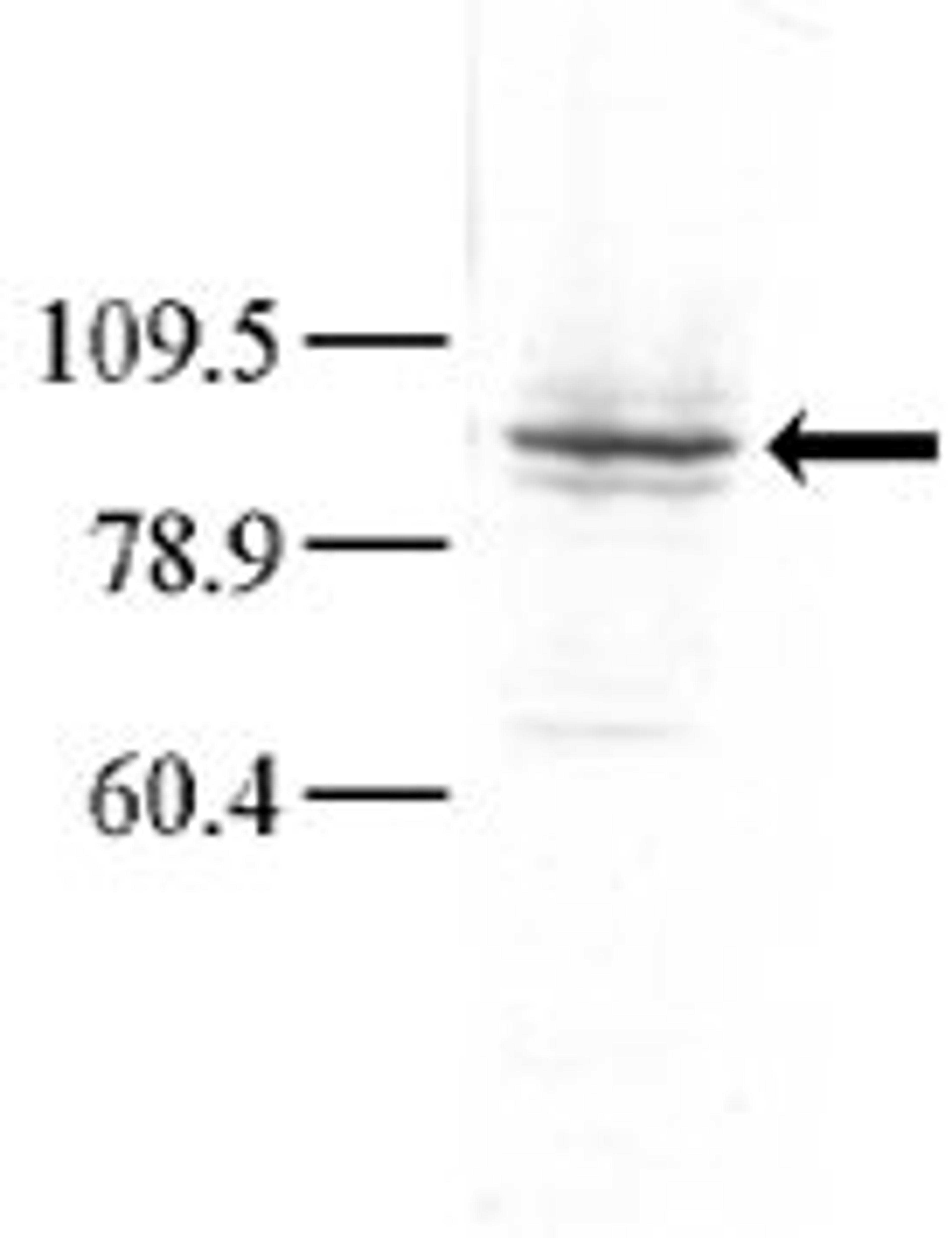 Western blot analysis of anti-GLK Pab in Hela cell lysate. Dilution for anti-GLK was 1:100; dilution for secondary goat anti-rabbit-HRP was 1:7000. A chemiluminescent kit was used for development of the Western blot. Data and protocol courtesy of Dr. Rich