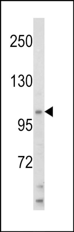 Western blot analysis of HIP116A Antibody in HL60 cell line lysates (35ug/lane)