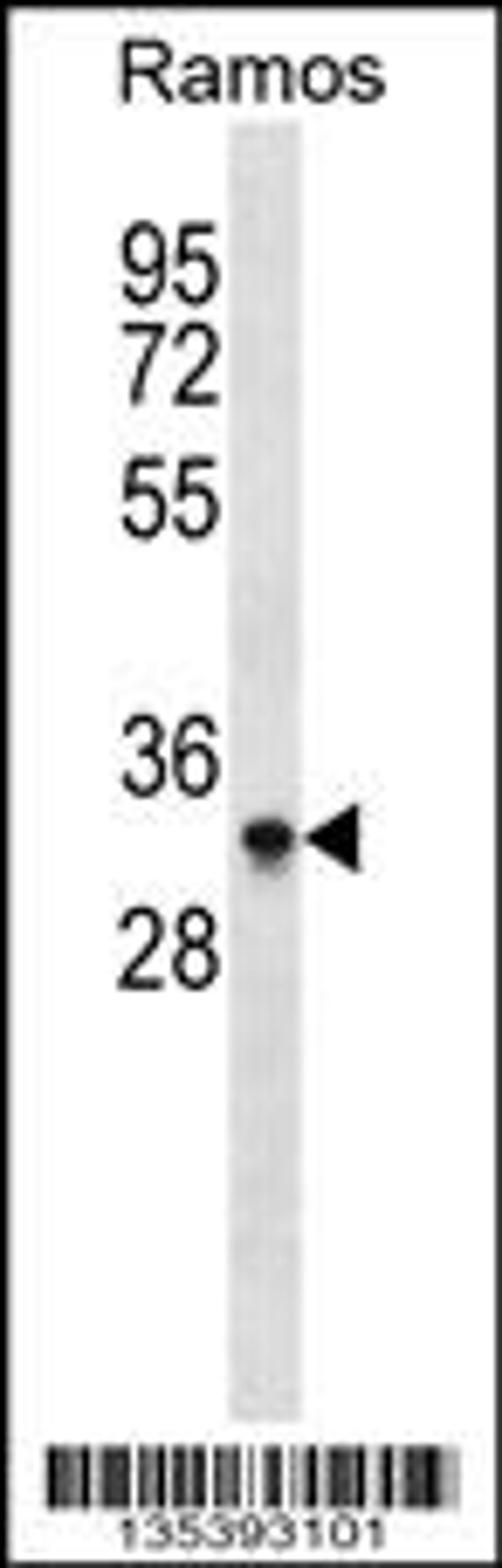 Western blot analysis in Ramos cell line lysates (35ug/lane).