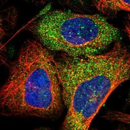 Immunocytochemistry/Immunofluorescence: Synaptotagmin 13 Antibody [NBP1-92466] - Staining of human cell line U-2 OS shows positivity in cytoplasm.