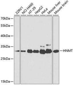 Western blot - HNMT antibody (A2520)