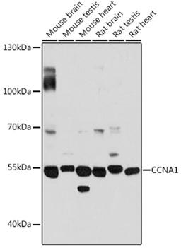 Western blot - CCNA1 antibody (A14529)