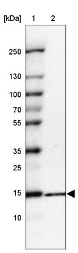 Western Blot: RPL34 Antibody [NBP1-81331] - Lane 1: Marker [kDa] 250, 130, 100, 70, 55, 35, 25, 15, 10<br/>Lane 2: HEK 293