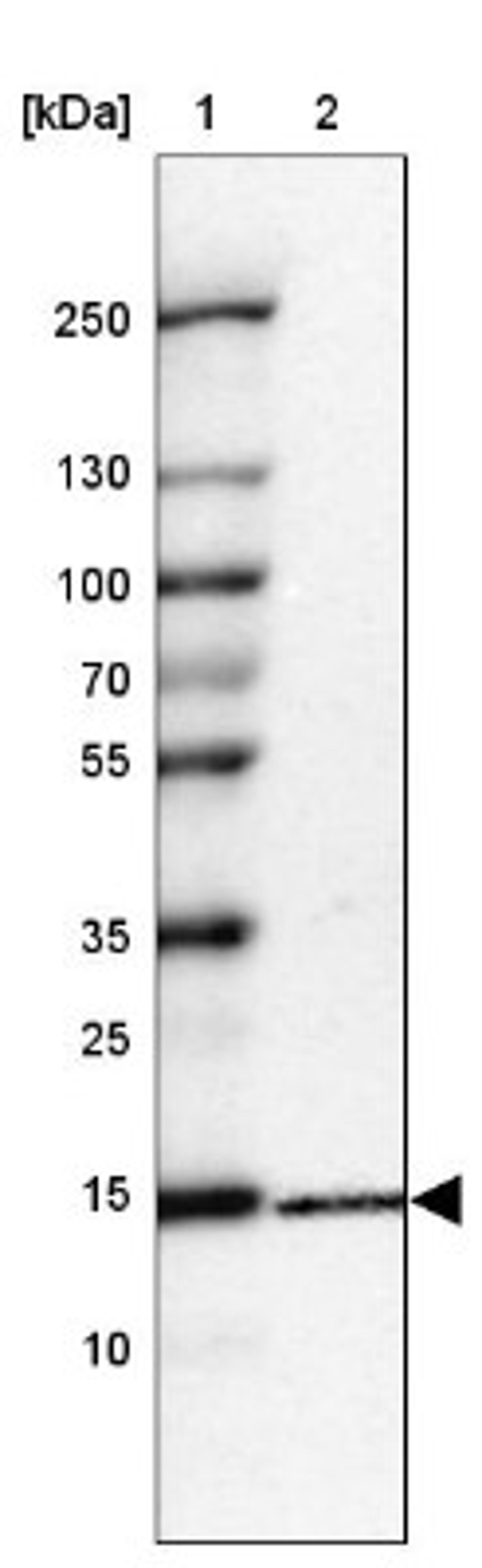 Western Blot: RPL34 Antibody [NBP1-81331] - Lane 1: Marker [kDa] 250, 130, 100, 70, 55, 35, 25, 15, 10<br/>Lane 2: HEK 293