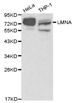 Western blot analysis of various cell lines using LMNA antibody.