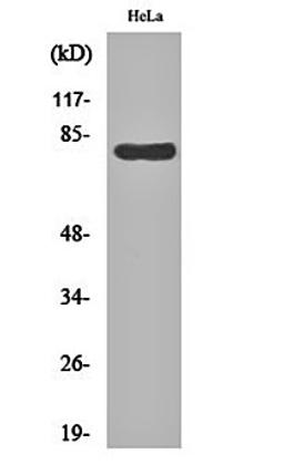 Western blot analysis of Hela cell lysates using HSP A5 antibody