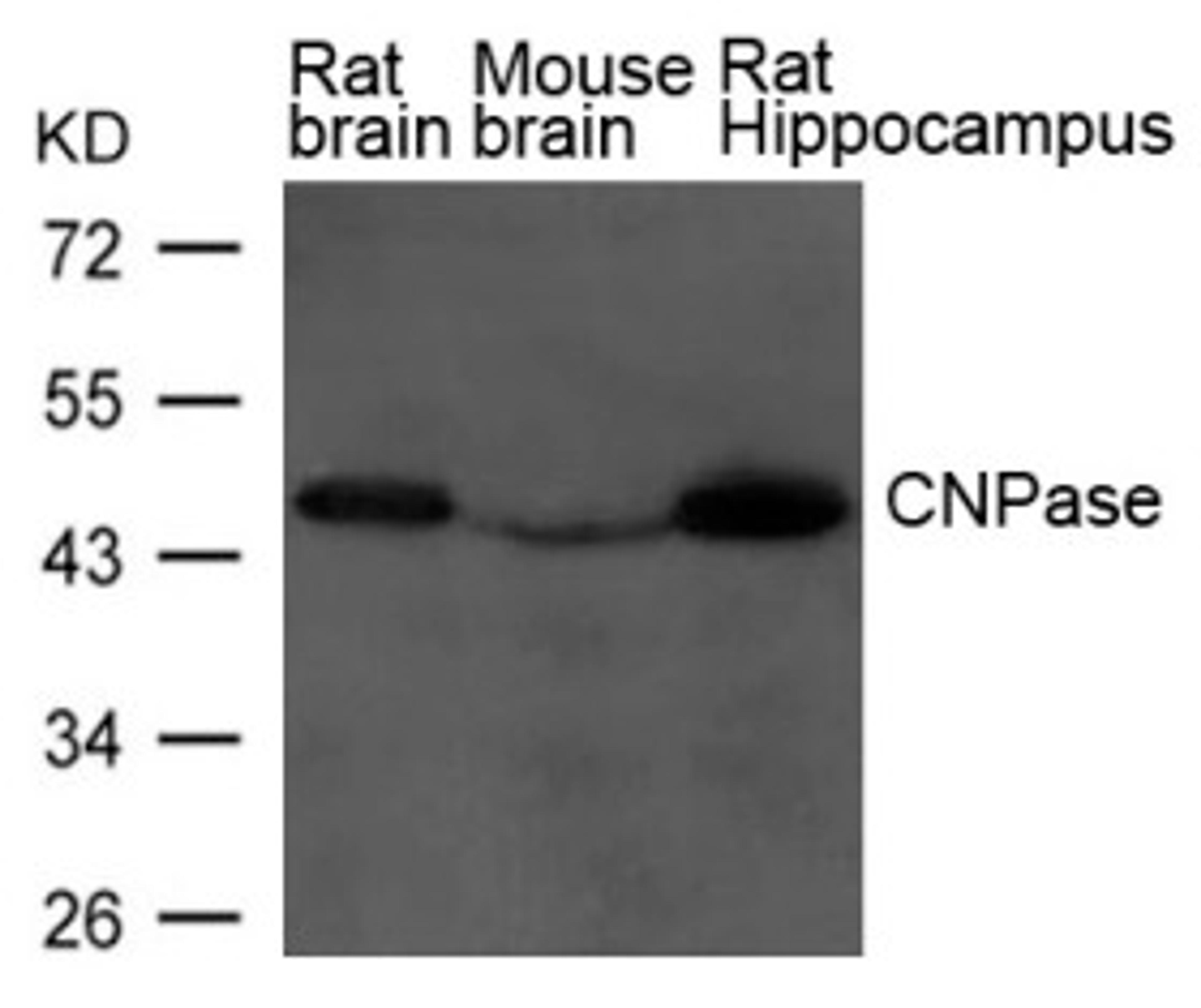 Western blot analysis of extract from Rat brain, Mouse brain and Rat hippocampus Tissue using CNPase Antibody.