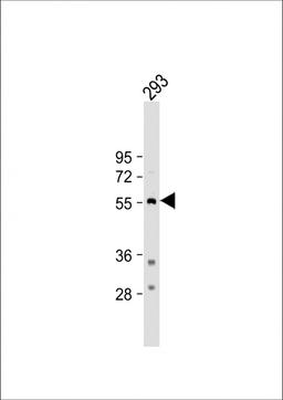 Western Blot at 1:500 dilution + 293 whole cell lysate Lysates/proteins at 20 ug per lane.