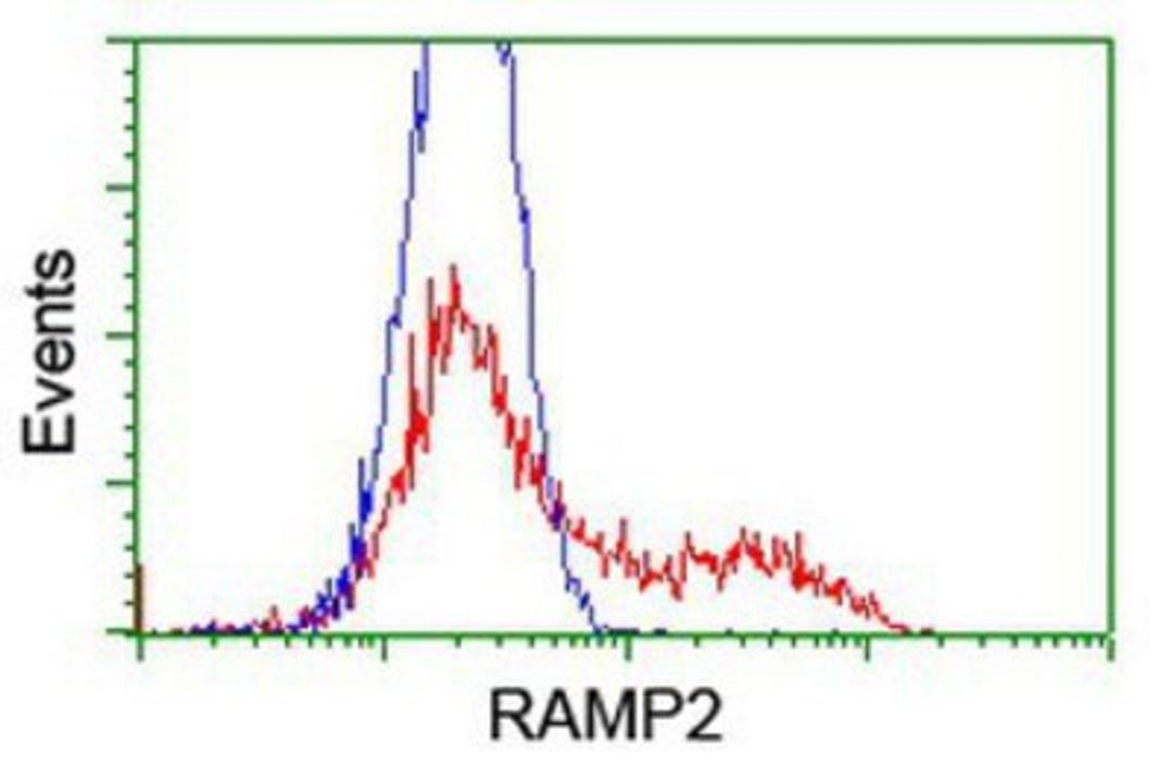 Flow Cytometry: RAMP2 Antibody (4E5) [NBP2-01853] - HEK293T cells transfected with either overexpression plasmid (Red) or empty vector control plasmid (Blue) were immunostained by anti-RAMP2 antibody, and then analyzed by flow cytometry.