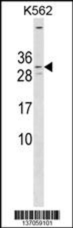 Western blot analysis in K562 cell line lysates (35ug/lane).