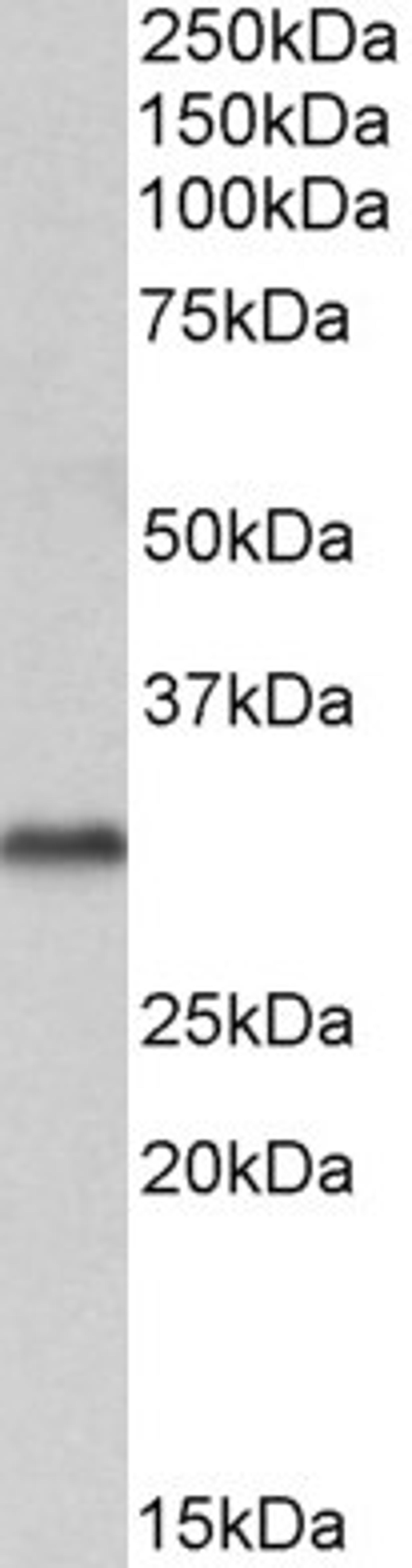 46-569 (1ug/ml) staining of Human Brain (Cerebellum) lysate (35ug protein in RIPA buffer). Detected by chemiluminescence.