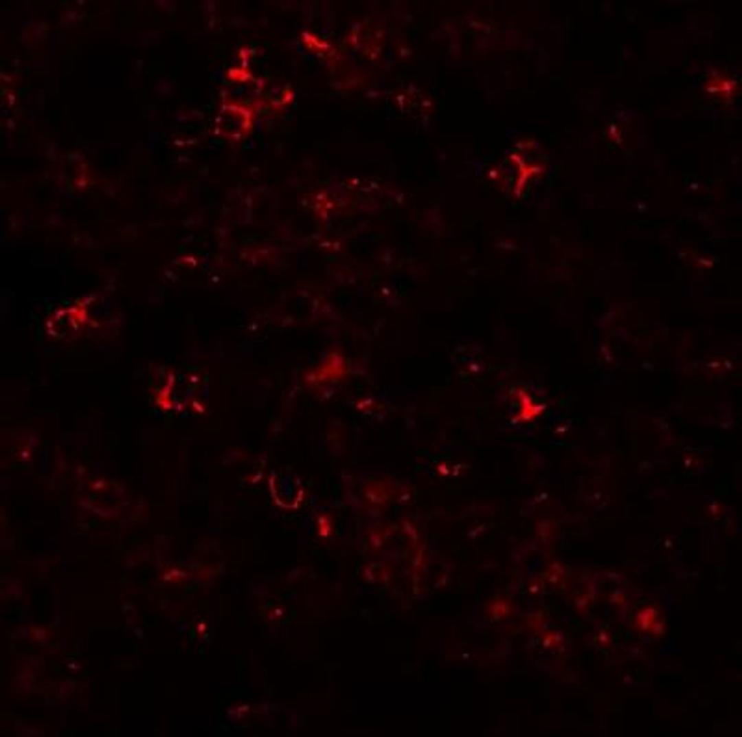 Immunocytochemistry/Immunofluorescence: SLC39A10 Antibody [NBP1-76507] - Immunofluorescence of SLC39A10 in human spleen tissue with SLC39A10 antibody at 20 ug/mL.