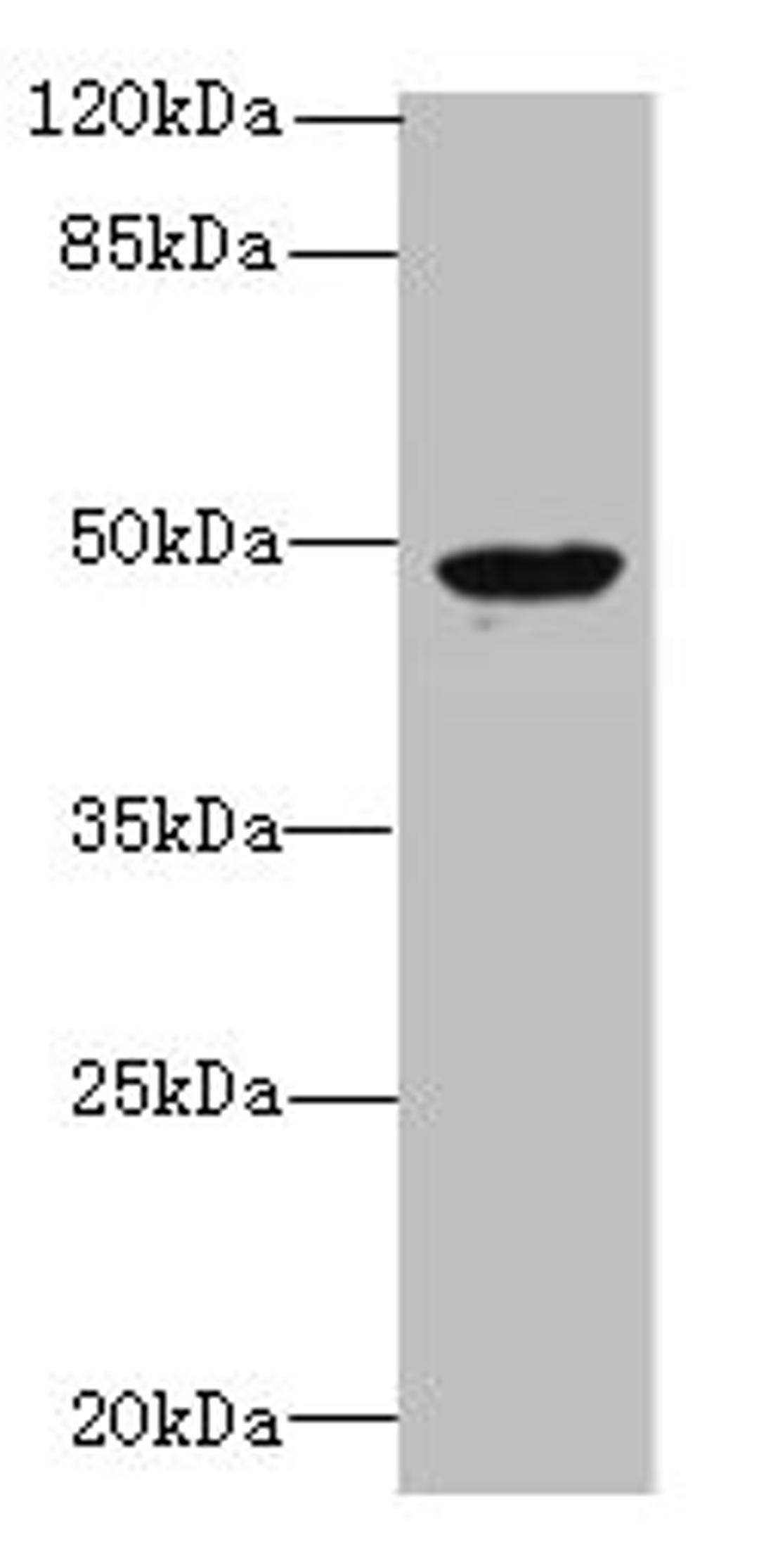 Western blot. All lanes: RBM41 antibody at 1.5ug/ml + Hela whole cell lysate. Secondary. Goat polyclonal to rabbit at 1/10000 dilution. Predicted band size: 48, 47, 36 kDa. Observed band size: 48 kDa. 