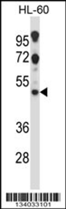 Western blot analysis in HL-60 cell line lysates (35ug/lane).