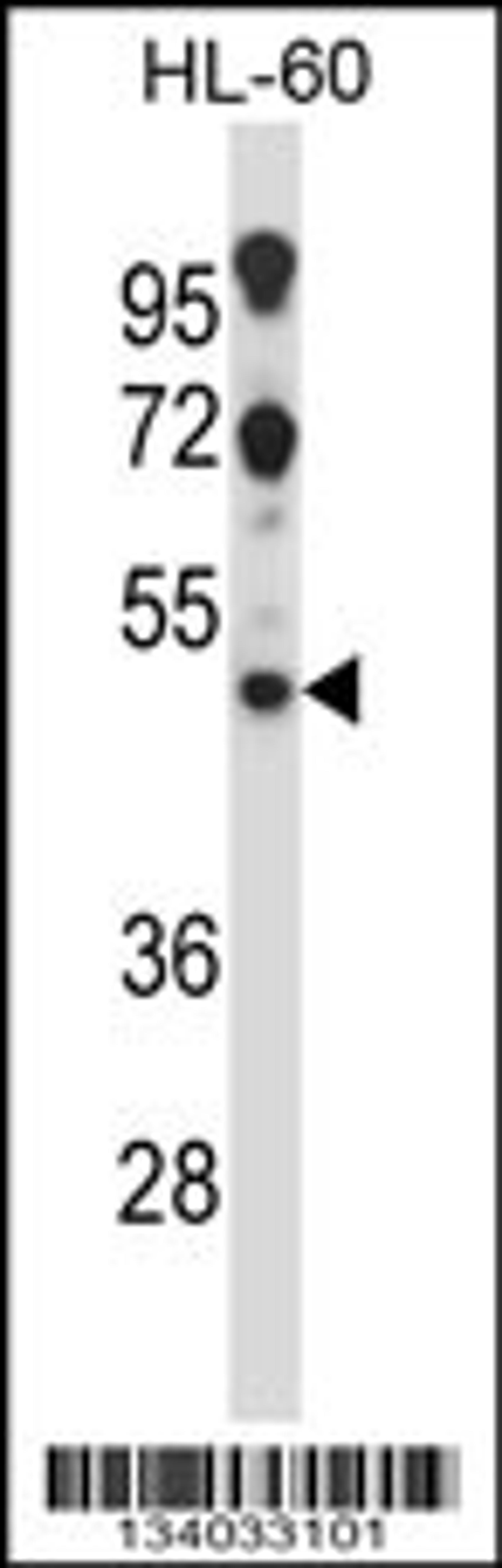 Western blot analysis in HL-60 cell line lysates (35ug/lane).