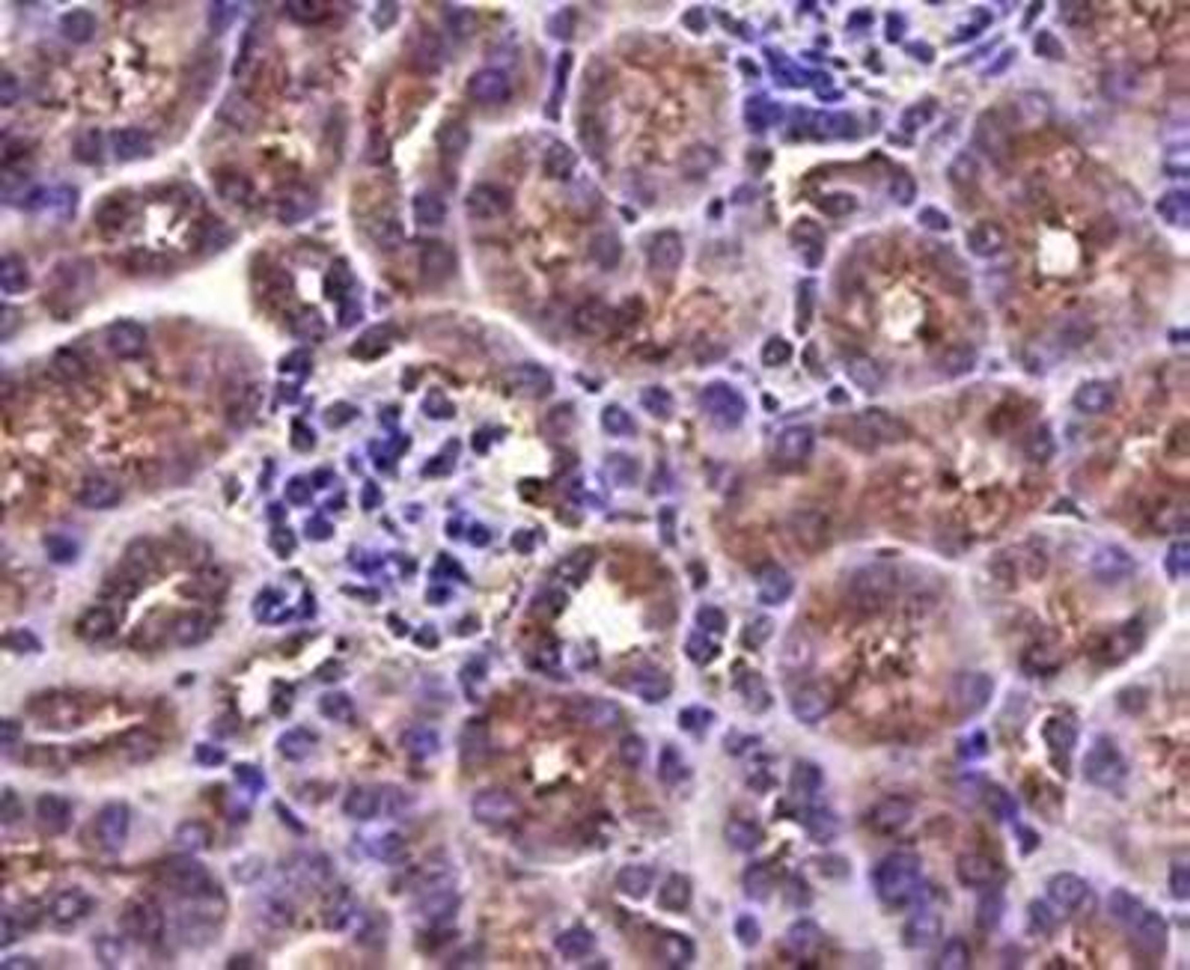 Immunohistochemical staining of mouse kidney tissue using TGF-Beta 1/2 antibody