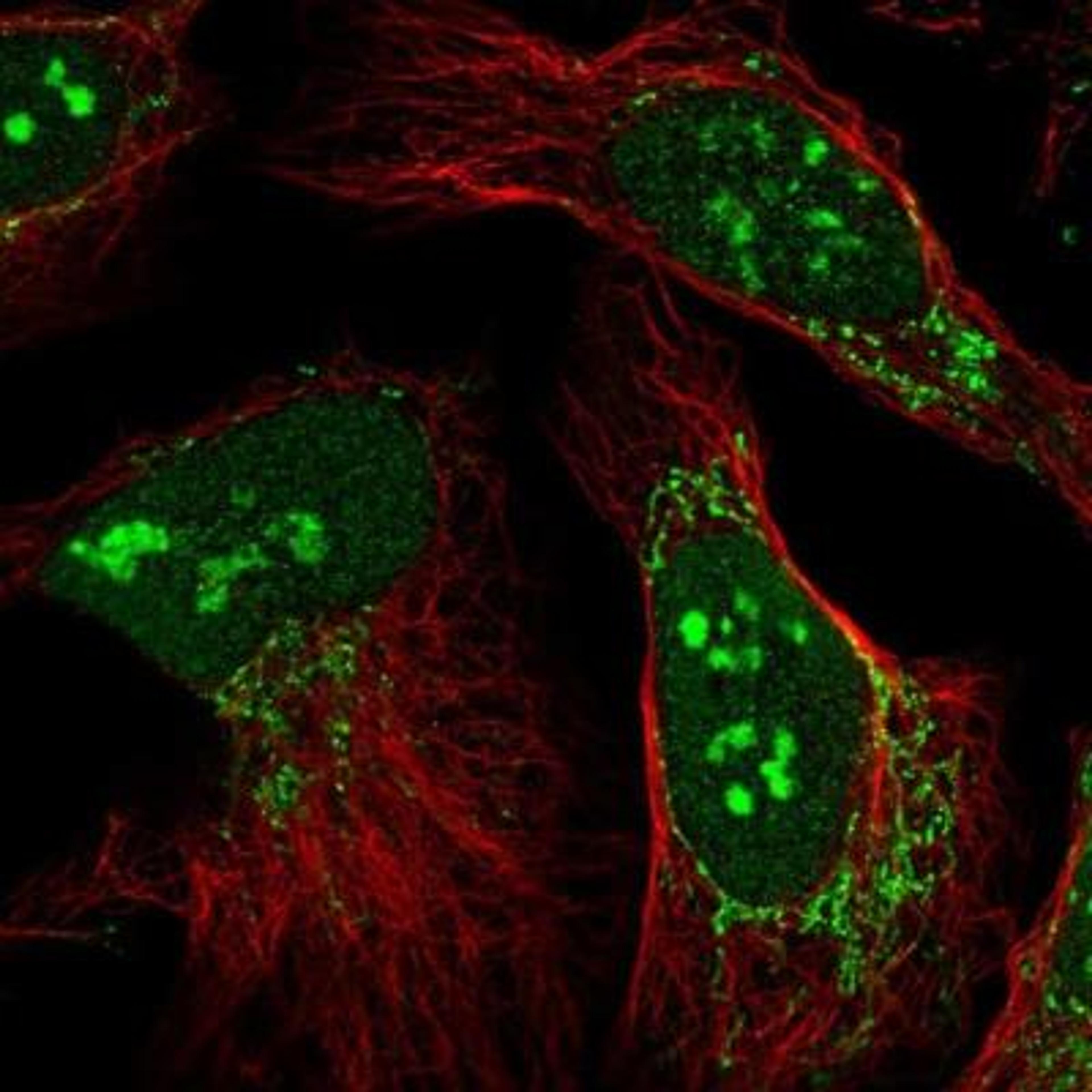 Immunocytochemistry/ Immunofluorescence: CXorf56 Antibody [NBP1-82098] - Staining of human cell line U-2 OS shows positivity in nucleus, nucleoli & mitochondria.