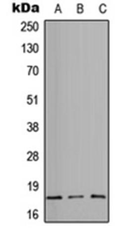 Western blot analysis of HEK293T (Lane 1), Raw264.7 (Lane 2), PC12 (Lane 3) whole cell lysates using CD49e HC antibody