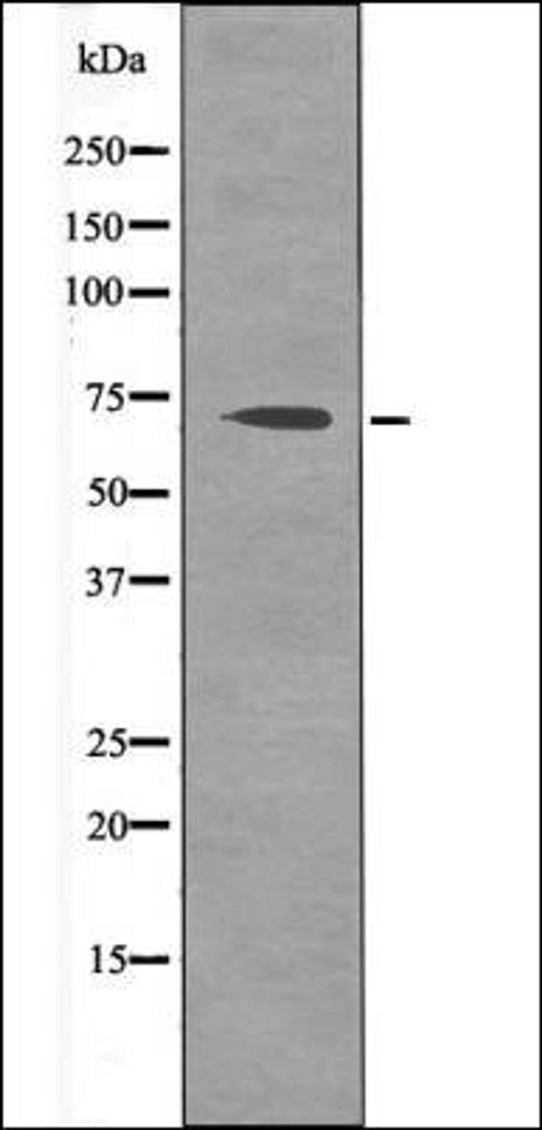 Western blot analysis of EGF treated HepG2 whole cell lysates using CD150 -Phospho-Tyr327- antibody