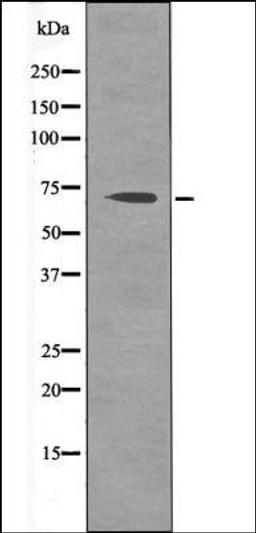 Western blot analysis of EGF treated HepG2 whole cell lysates using CD150 -Phospho-Tyr327- antibody