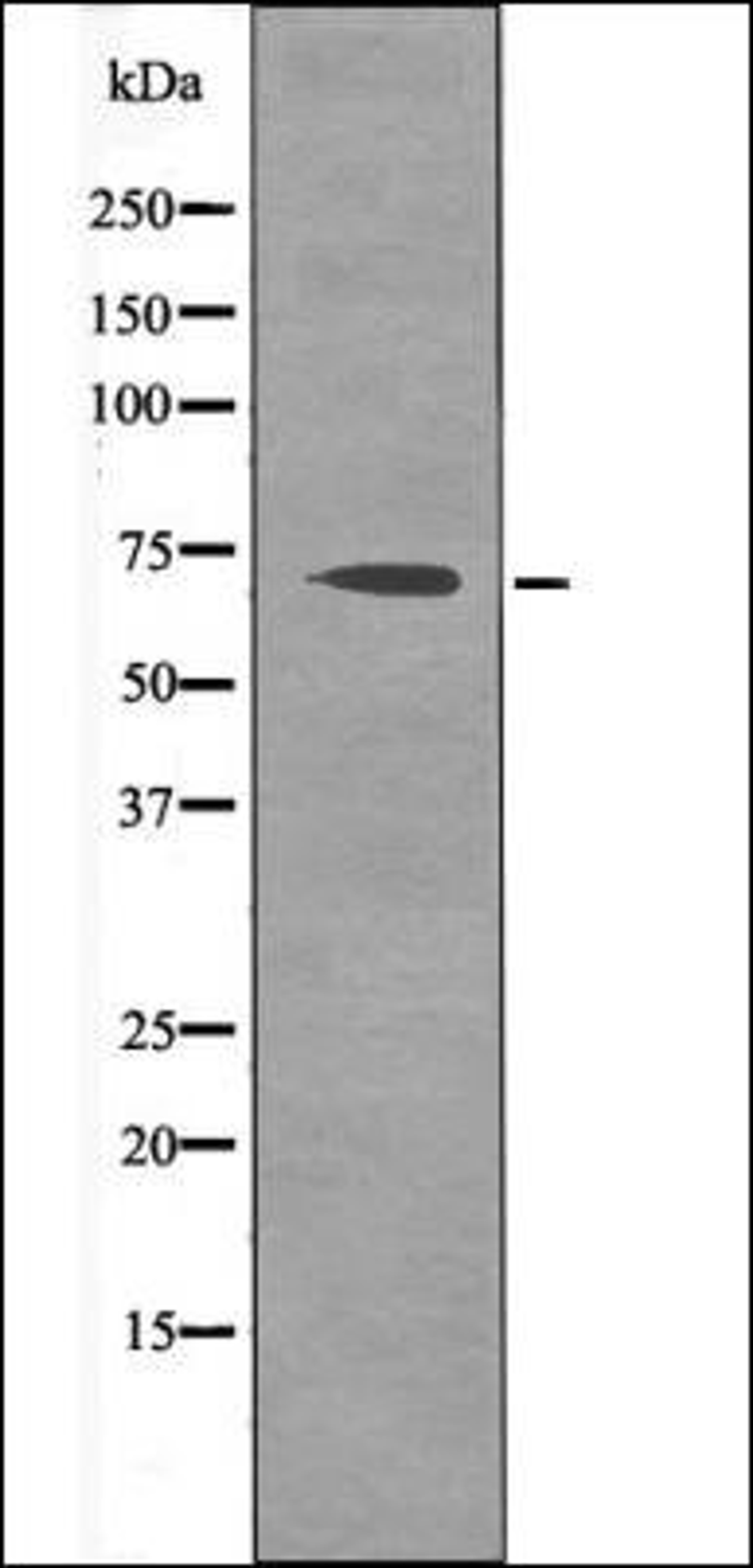 Western blot analysis of EGF treated HepG2 whole cell lysates using CD150 -Phospho-Tyr327- antibody