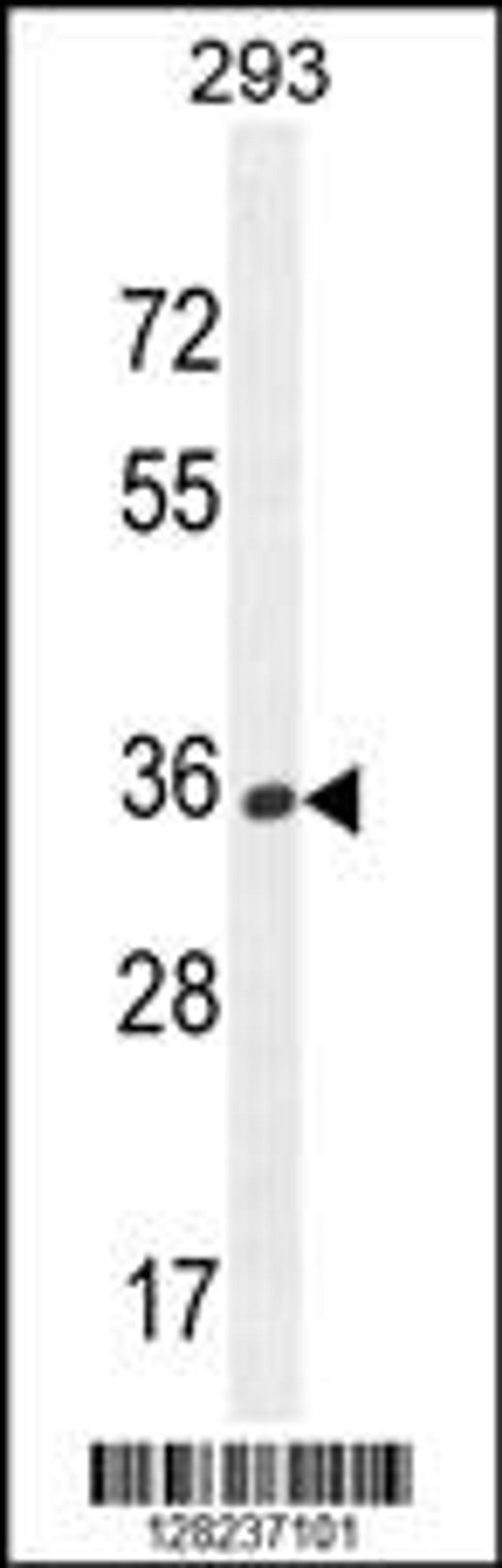 Western blot analysis in 293 cell line lysates (35ug/lane).