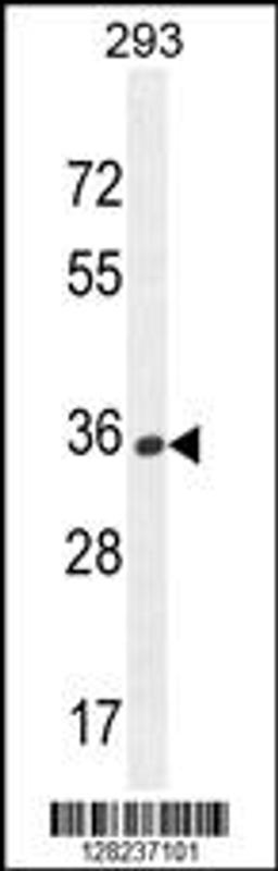 Western blot analysis in 293 cell line lysates (35ug/lane).