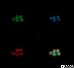 Immunocytochemistry/Immunofluorescence: PDX1 Antibody [NBP2-22150] - PDX1 antibody was tested in INS1 cells with FITC (green). Nuclei and alpha-tubulin were counterstained with DAPI (blue) and Dylight 550 (red).