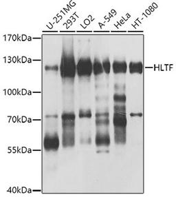 Western blot - HLTF antibody (A8353)