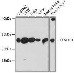 Western blot - TXNDC9 antibody (A9676)