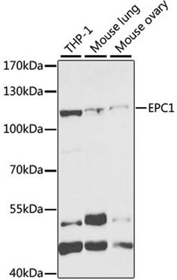 Western blot - EPC1 antibody (A5807)