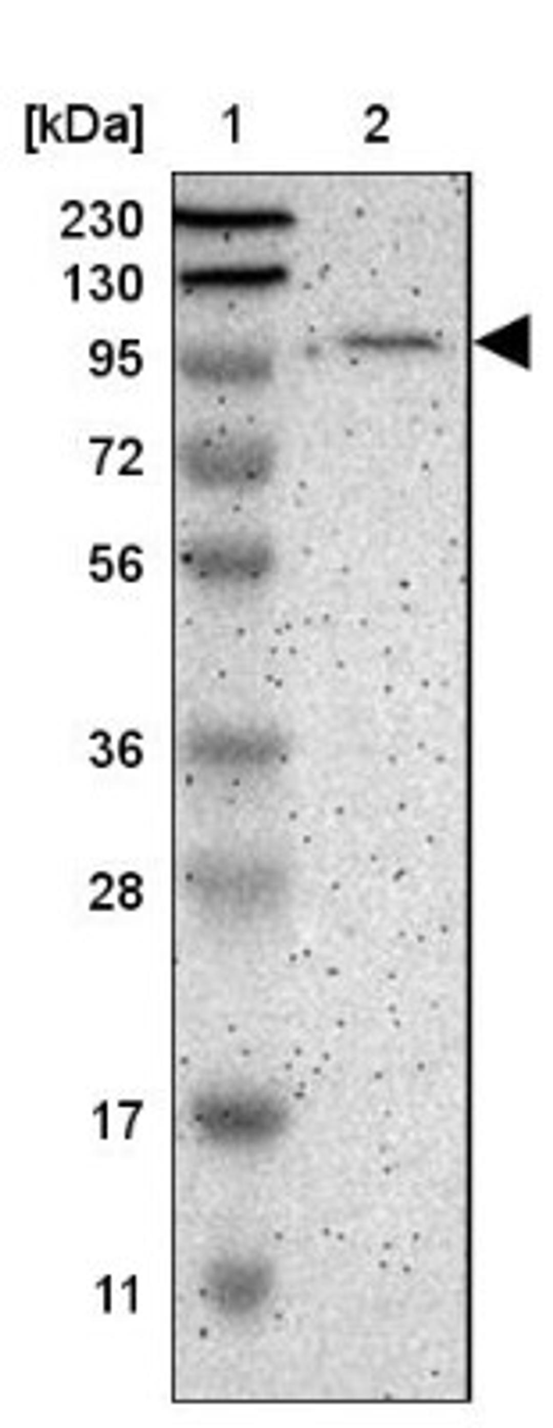 Western Blot: TMEM132D Antibody [NBP1-93563] - Lane 1: Marker [kDa] 230, 130, 95, 72, 56, 36, 28, 17, 11<br/>Lane 2: Human cell line RT-4