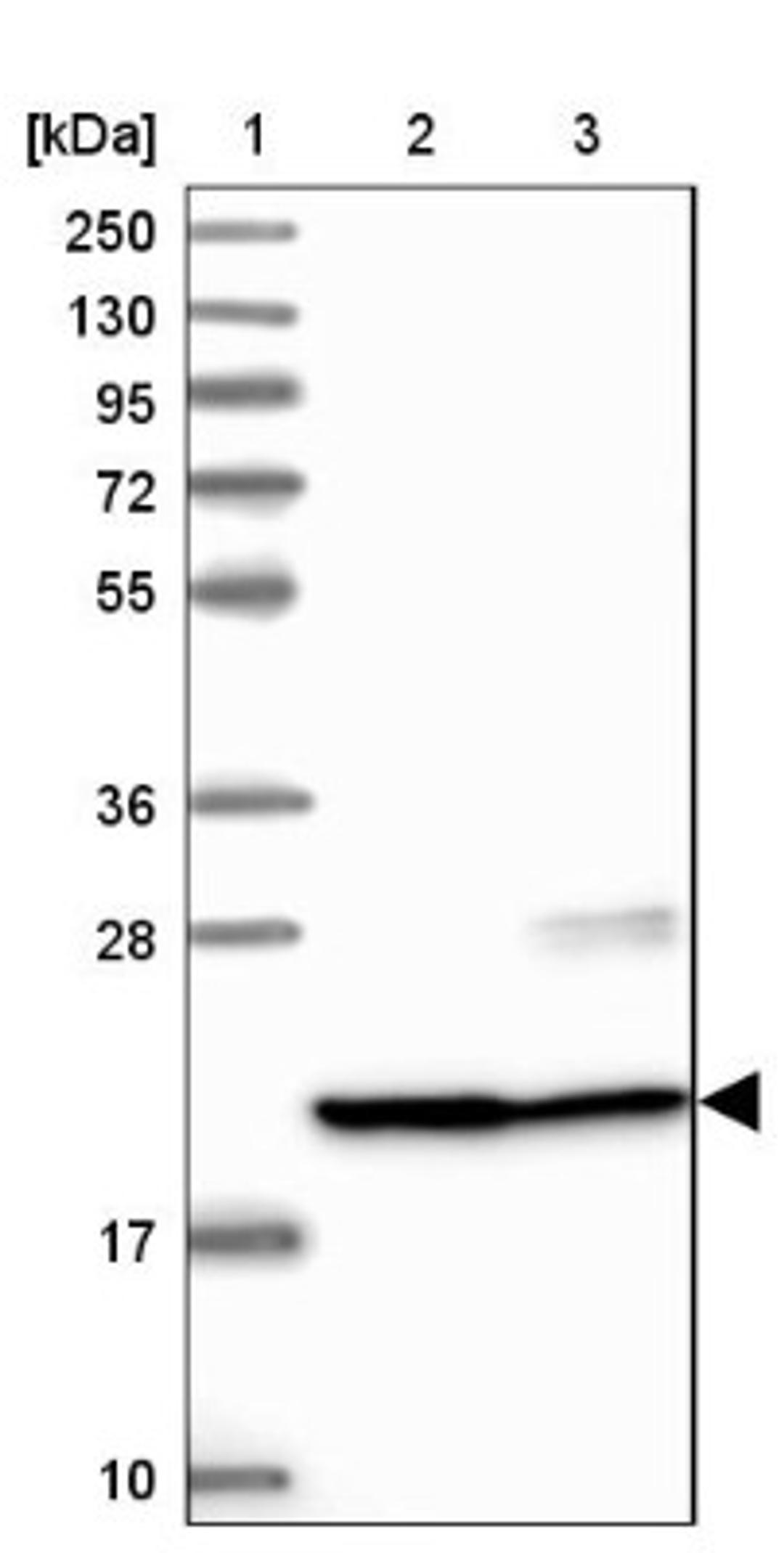 Western Blot: C9orf40 Antibody [NBP1-90447] - Lane 1: Marker [kDa] 250, 130, 95, 72, 55, 36, 28, 17, 10<br/>Lane 2: Human cell line RT-4<br/>Lane 3: Human cell line U-251MG sp