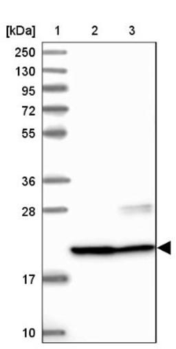 Western Blot: C9orf40 Antibody [NBP1-90447] - Lane 1: Marker [kDa] 250, 130, 95, 72, 55, 36, 28, 17, 10<br/>Lane 2: Human cell line RT-4<br/>Lane 3: Human cell line U-251MG sp