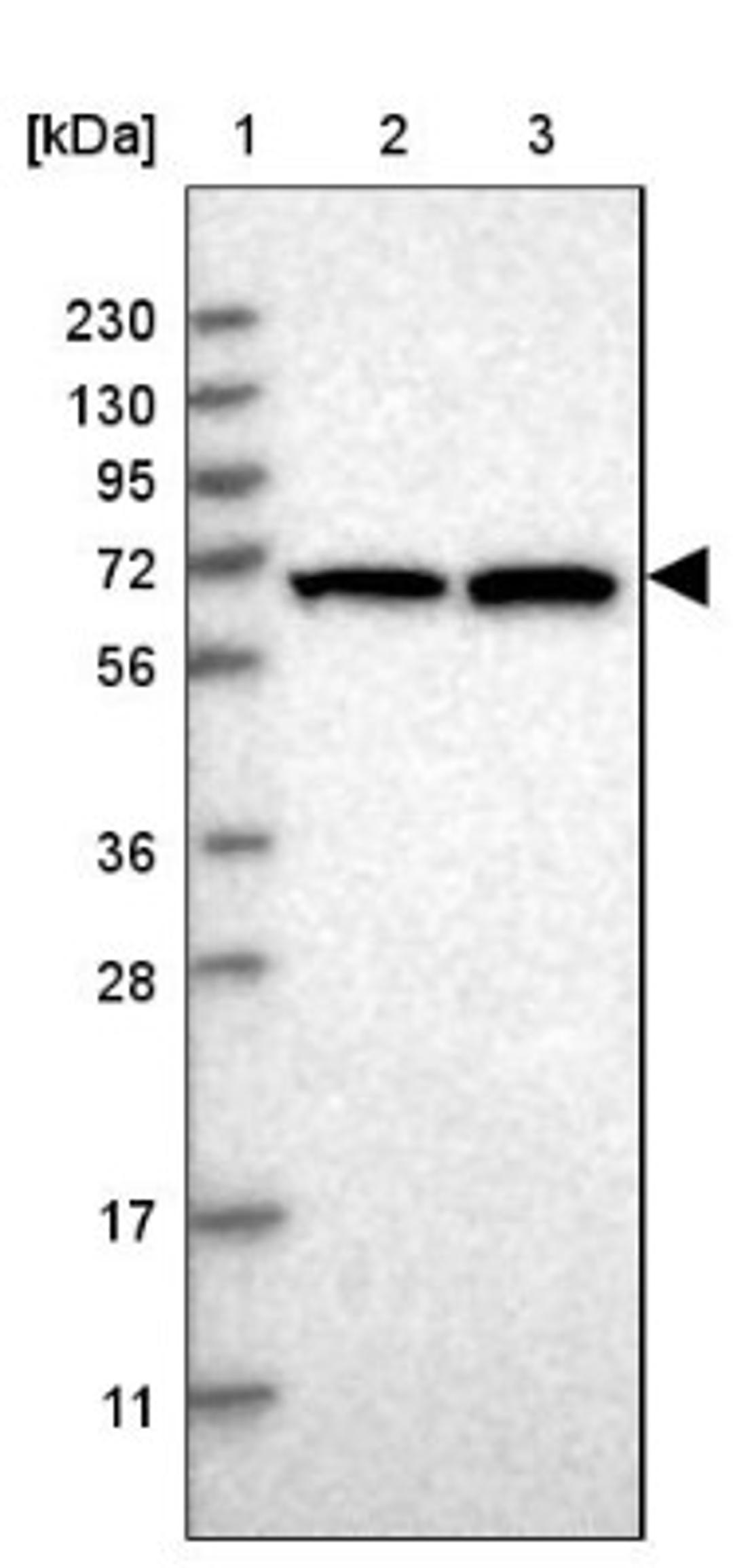 Western Blot: COBRA1 Antibody [NBP1-82924] - Lane 1: Marker [kDa] 230, 130, 95, 72, 56, 36, 28, 17, 11<br/>Lane 2: Human cell line RT-4<br/>Lane 3: Human cell line U-251MG sp