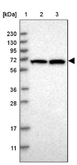 Western Blot: COBRA1 Antibody [NBP1-82924] - Lane 1: Marker [kDa] 230, 130, 95, 72, 56, 36, 28, 17, 11<br/>Lane 2: Human cell line RT-4<br/>Lane 3: Human cell line U-251MG sp