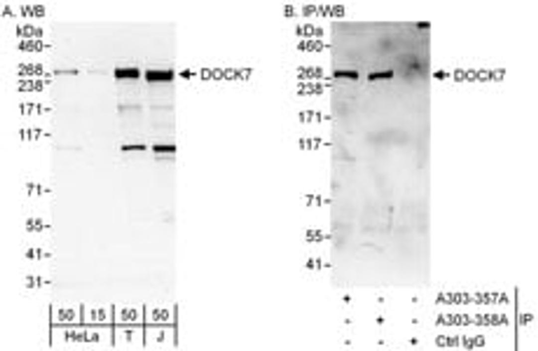 Detection of human DOCK7 by western blot and immunoprecipitation.