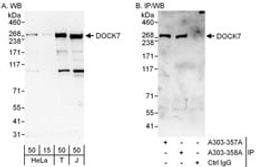 Detection of human DOCK7 by western blot and immunoprecipitation.