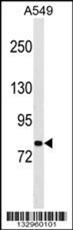 Western blot analysis in A549 cell line lysates (35ug/lane).