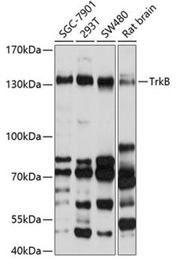 Western blot - TrkB antibody (A2099)