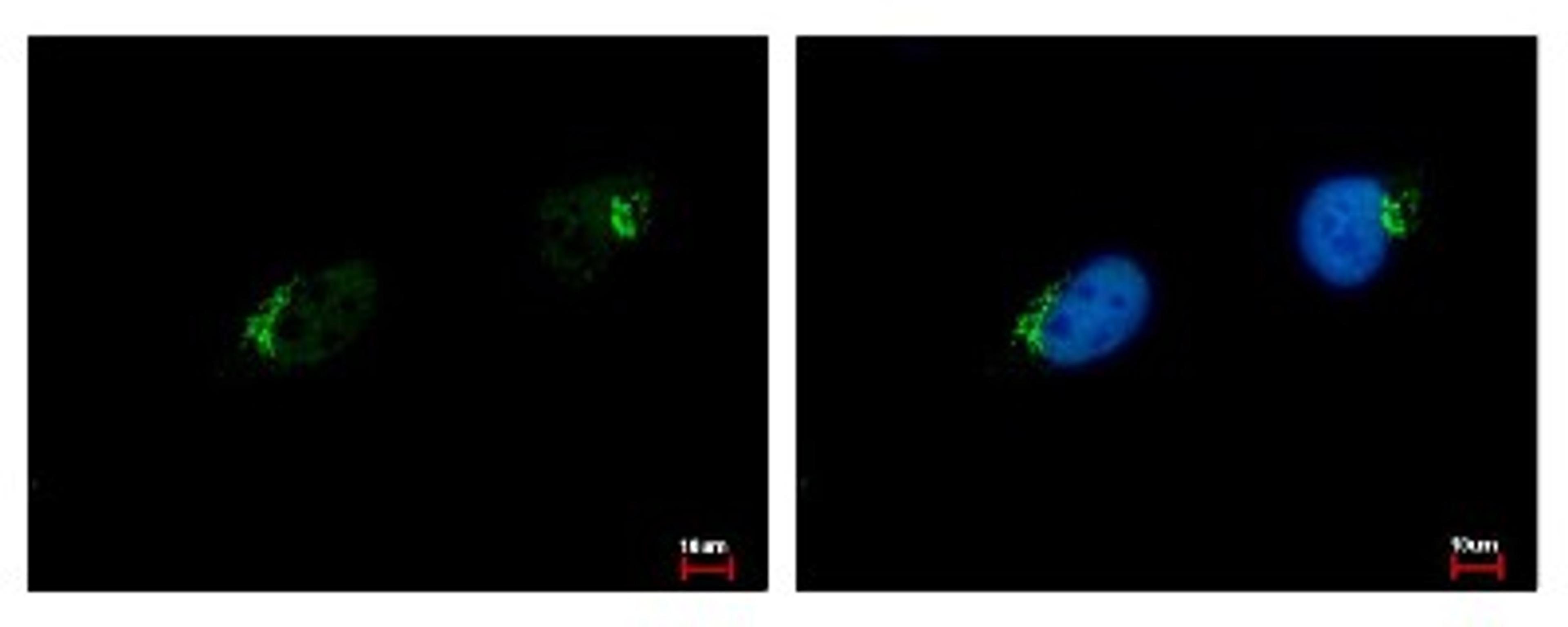 Immunocytochemistry/Immunofluorescence: GALNT7 Antibody [NBP1-32491] - Sample: HeLa cells were fixed in 4% paraformaldehyde at RT for 15 min. Green: GALNT7 protein stained by GALNT7 antibody diluted at 1:500. Blue: Hoechst 33343 staining.