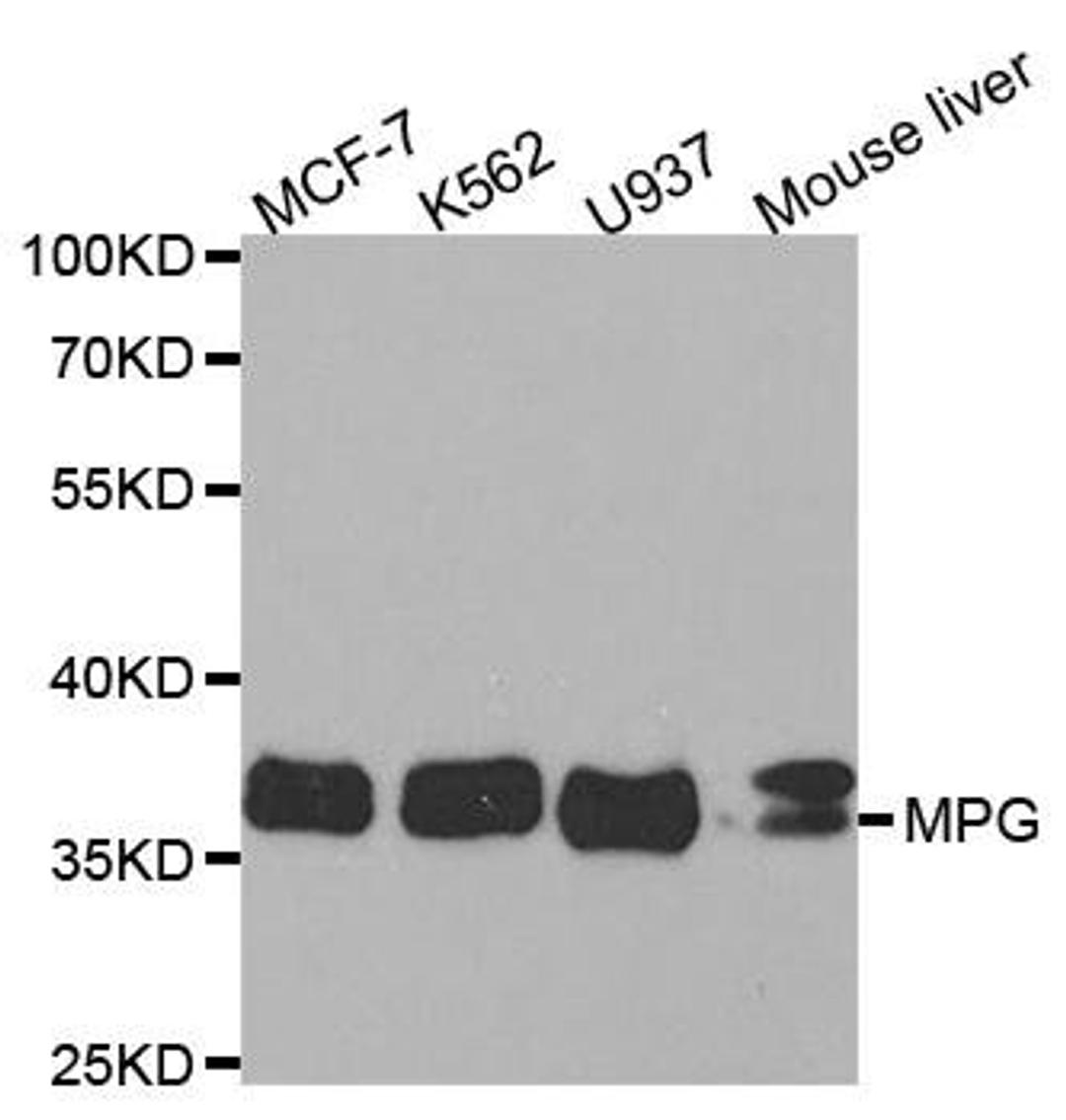 Western blot analysis of extracts of mouse liver using ID3 antibody